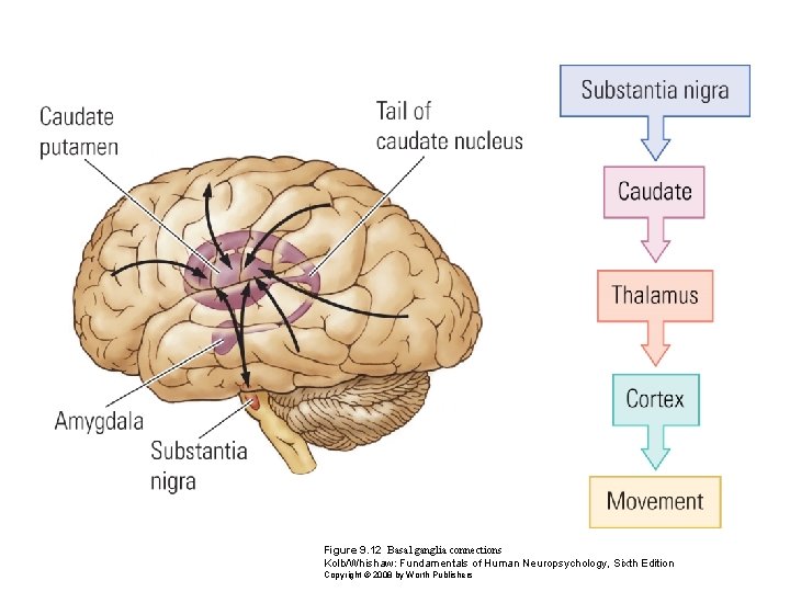 Figure 9. 12 Basal ganglia connections Kolb/Whishaw: Fundamentals of Human Neuropsychology, Sixth Edition Copyright