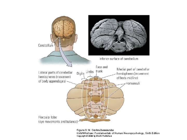 Figure 9. 14 Cerebral homunculus Kolb/Whishaw: Fundamentals of Human Neuropsychology, Sixth Edition Copyright ©