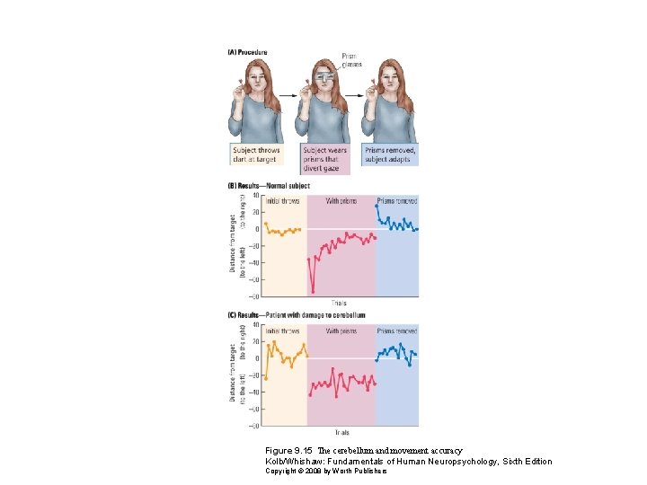 Figure 9. 15 The cerebellum and movement accuracy Kolb/Whishaw: Fundamentals of Human Neuropsychology, Sixth