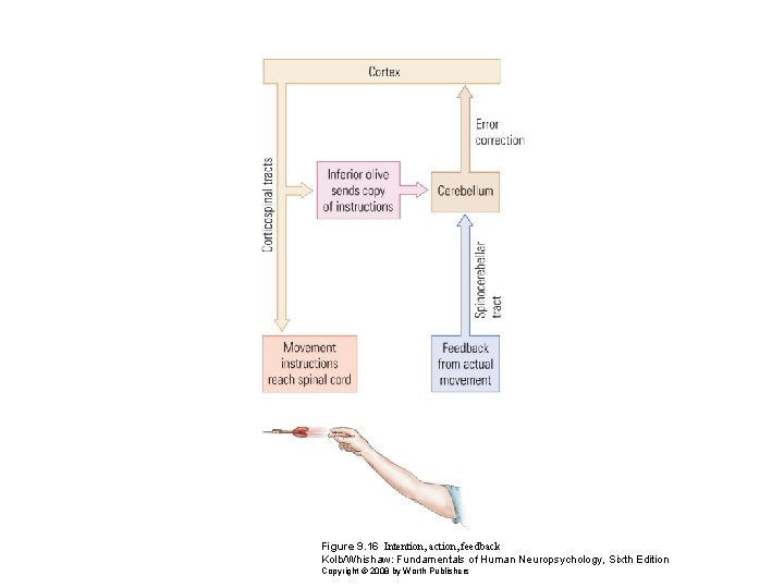 Figure 9. 16 Intention, action, feedback Kolb/Whishaw: Fundamentals of Human Neuropsychology, Sixth Edition Copyright