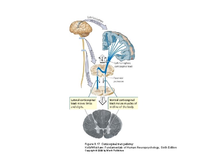 Figure 9. 17 Corticospinal tract pathway Kolb/Whishaw: Fundamentals of Human Neuropsychology, Sixth Edition Copyright