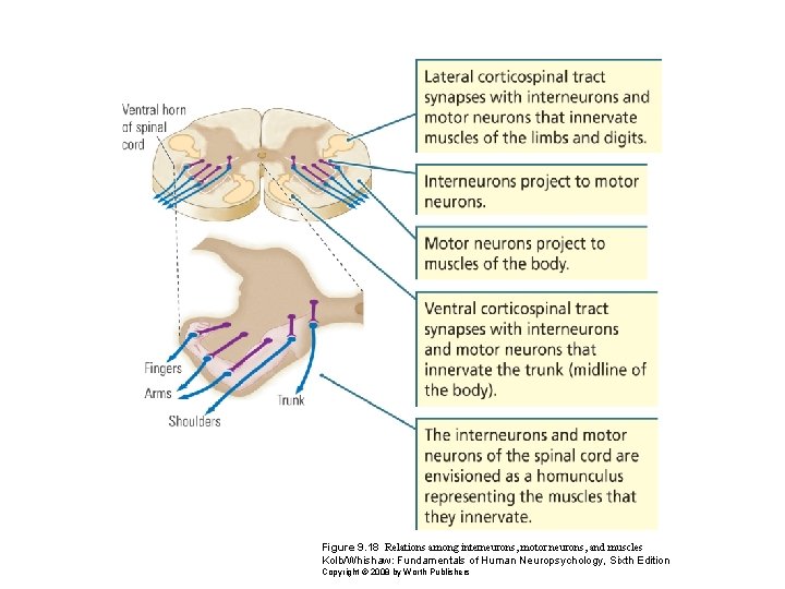 Figure 9. 18 Relations among interneurons, motor neurons, and muscles Kolb/Whishaw: Fundamentals of Human