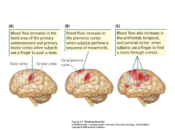 Figure 9. 3 Movement hierarchy Kolb/Whishaw: Fundamentals of Human Neuropsychology, Sixth Edition Copyright ©