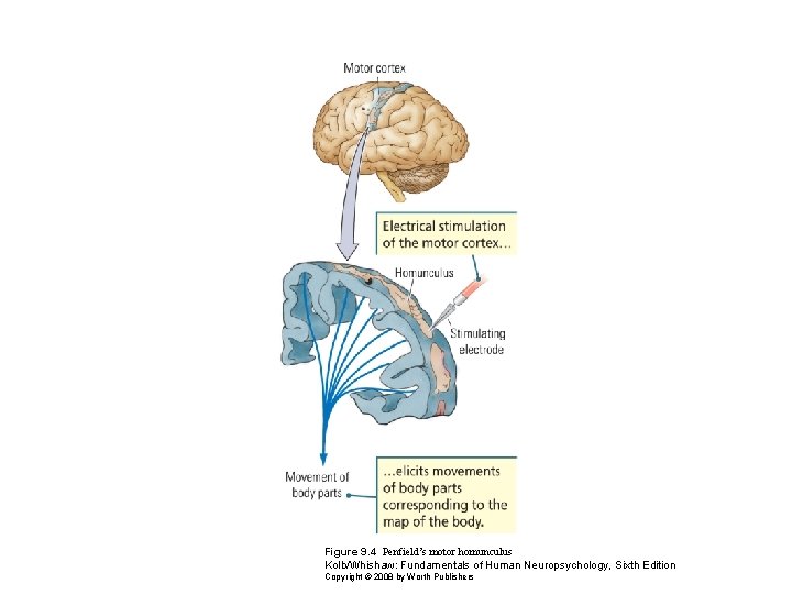 Figure 9. 4 Penfield’s motor homunculus Kolb/Whishaw: Fundamentals of Human Neuropsychology, Sixth Edition Copyright