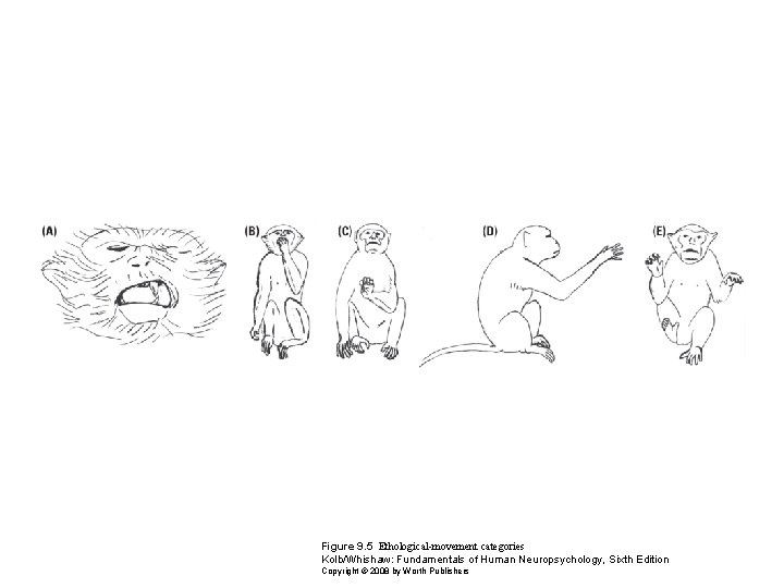 Figure 9. 5 Ethological-movement categories Kolb/Whishaw: Fundamentals of Human Neuropsychology, Sixth Edition Copyright ©