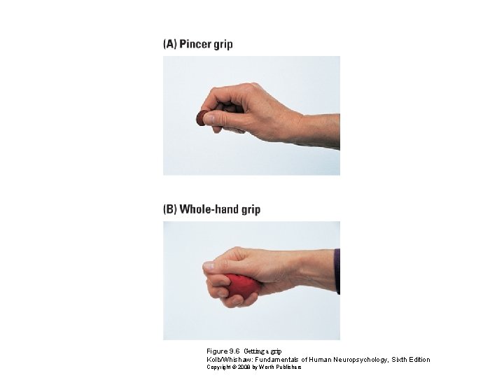 Figure 9. 6 Getting a grip Kolb/Whishaw: Fundamentals of Human Neuropsychology, Sixth Edition Copyright