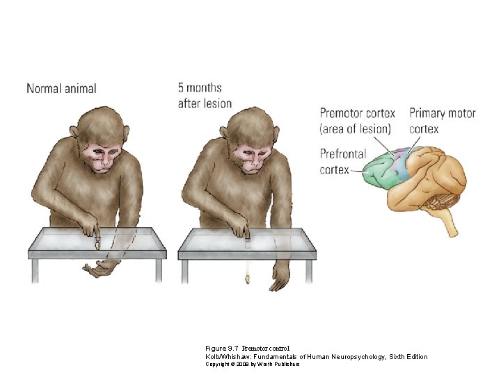 Figure 9. 7 Premotor control Kolb/Whishaw: Fundamentals of Human Neuropsychology, Sixth Edition Copyright ©