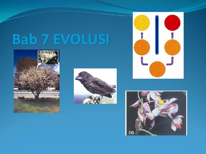 Bab 7 EVOLUSI 