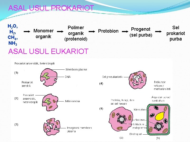 ASAL USUL PROKARIOT H 2 O, H 2 , CH 4, NH 3 Monomer