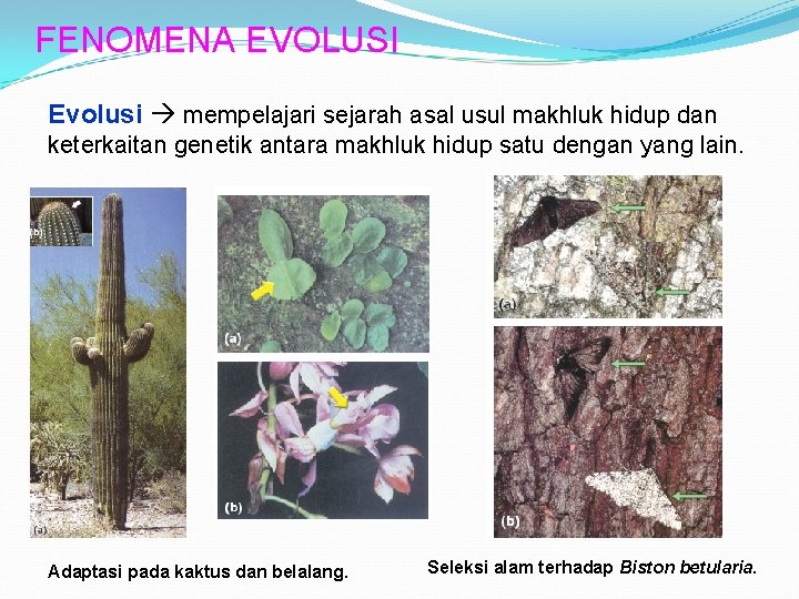 FENOMENA EVOLUSI Evolusi mempelajari sejarah asal usul makhluk hidup dan keterkaitan genetik antara makhluk