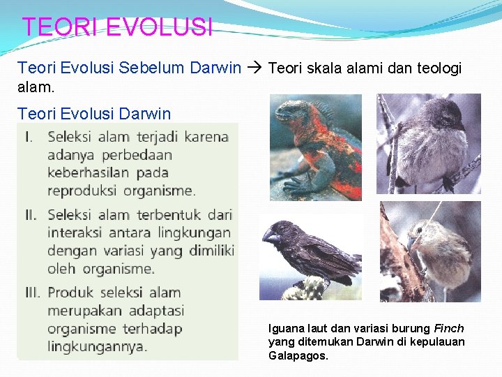 TEORI EVOLUSI Teori Evolusi Sebelum Darwin Teori skala alami dan teologi alam. Teori Evolusi