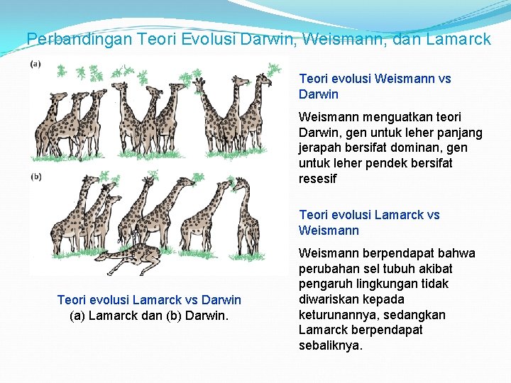 Perbandingan Teori Evolusi Darwin, Weismann, dan Lamarck Teori evolusi Weismann vs Darwin Weismann menguatkan