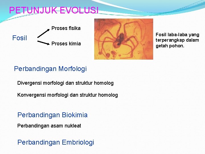 PETUNJUK EVOLUSI Proses fisika Fosil Proses kimia Perbandingan Morfologi Divergensi morfologi dan struktur homolog