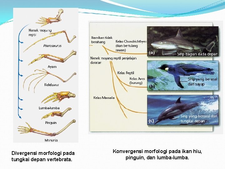 Divergensi morfologi pada tungkai depan vertebrata. Konvergensi morfologi pada ikan hiu, pinguin, dan lumba-lumba.