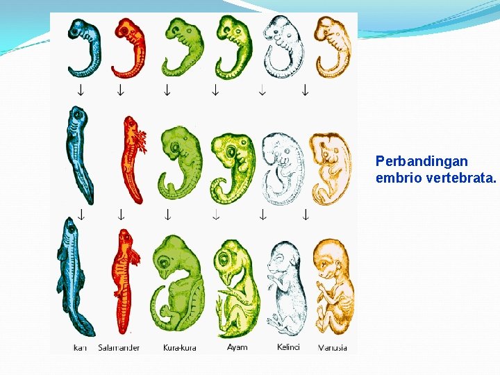 Perbandingan embrio vertebrata. 