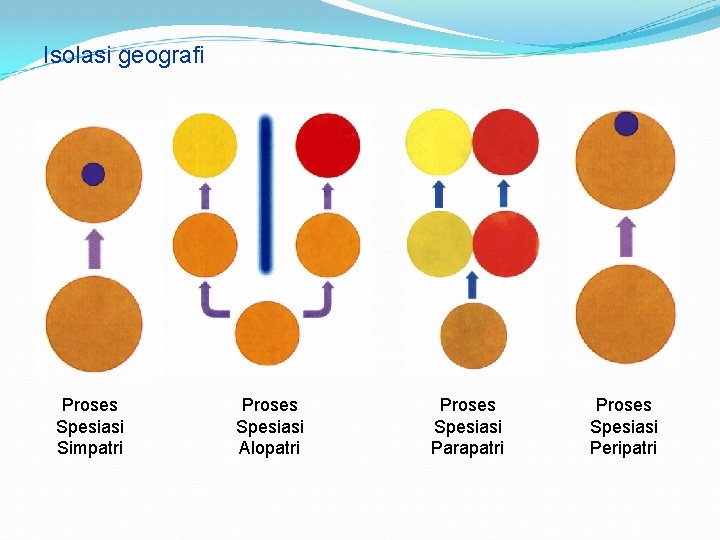 Isolasi geografi Proses Spesiasi Simpatri Proses Spesiasi Alopatri Proses Spesiasi Parapatri Proses Spesiasi Peripatri