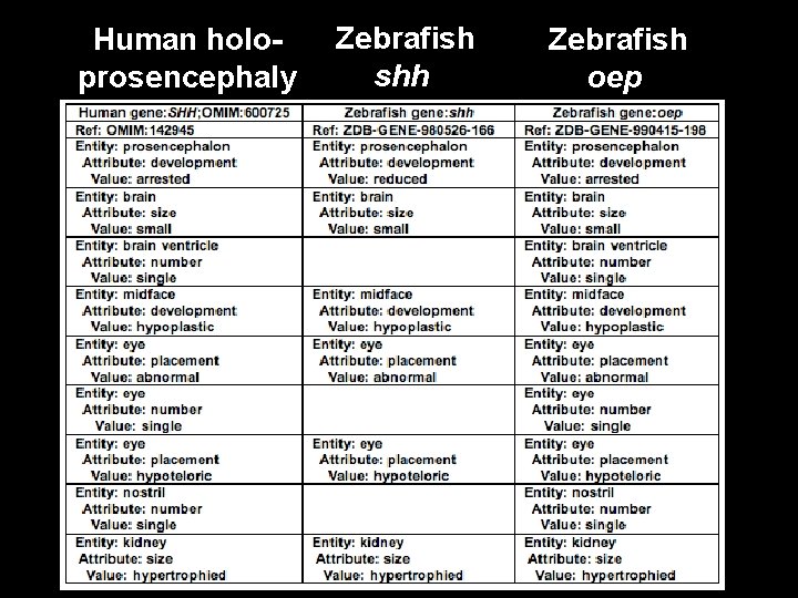 Human holoprosencephaly Zebrafish shh Zebrafish oep 