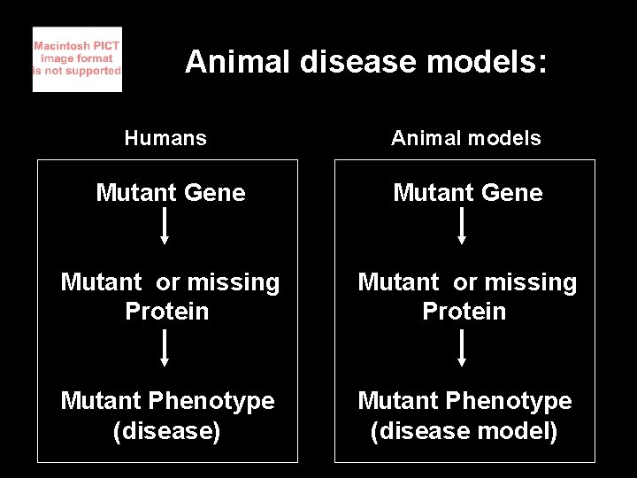 Animal disease models: Humans Animal models Mutant Gene Mutant or missing Protein Mutant Phenotype