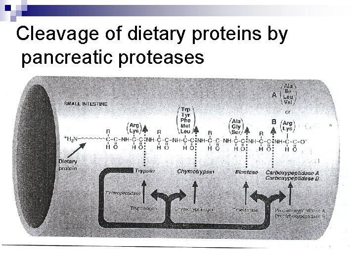 Cleavage of dietary proteins by pancreatic proteases 