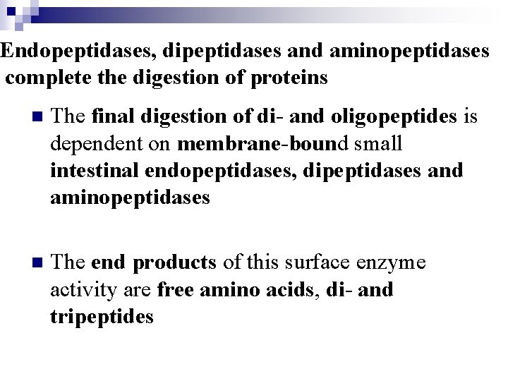 Endopeptidases, dipeptidases and aminopeptidases complete the digestion of proteins n The final digestion of