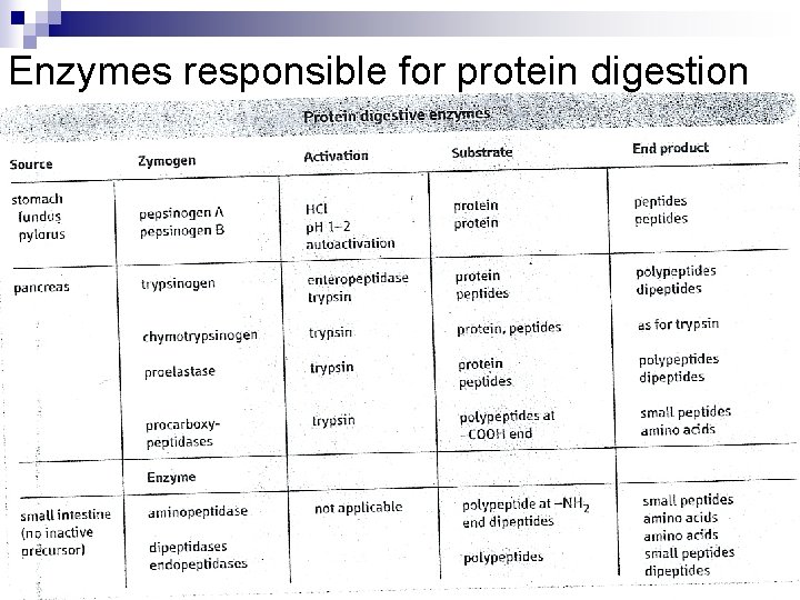 Enzymes responsible for protein digestion 