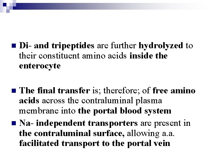 n Di- and tripeptides are further hydrolyzed to their constituent amino acids inside the