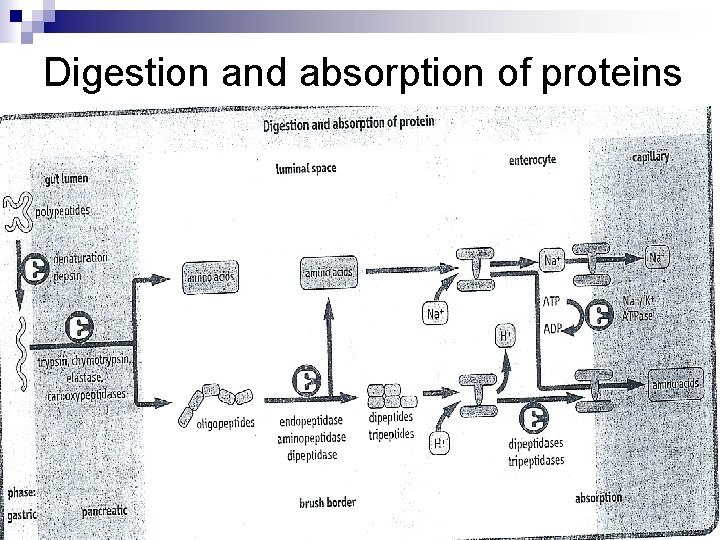 Digestion and absorption of proteins 