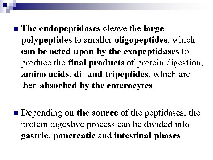 n The endopeptidases cleave the large polypeptides to smaller oligopeptides, which can be acted