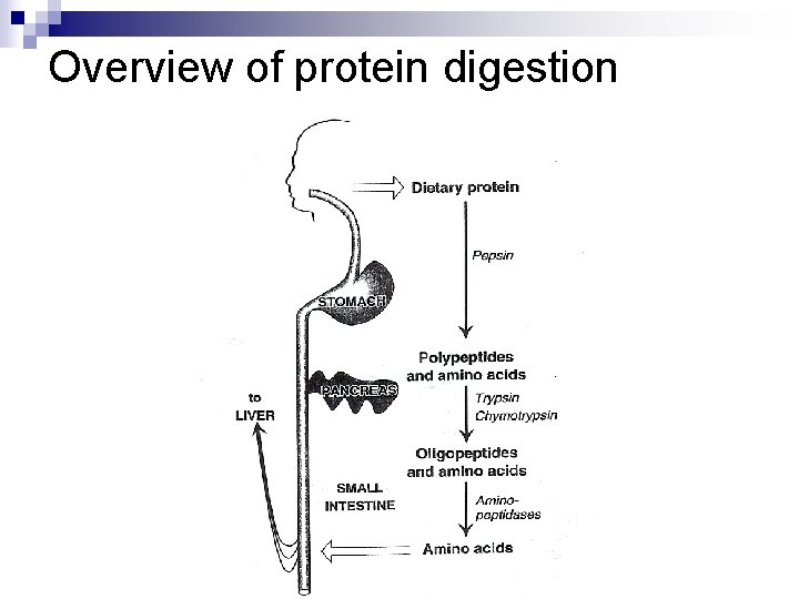 Overview of protein digestion 