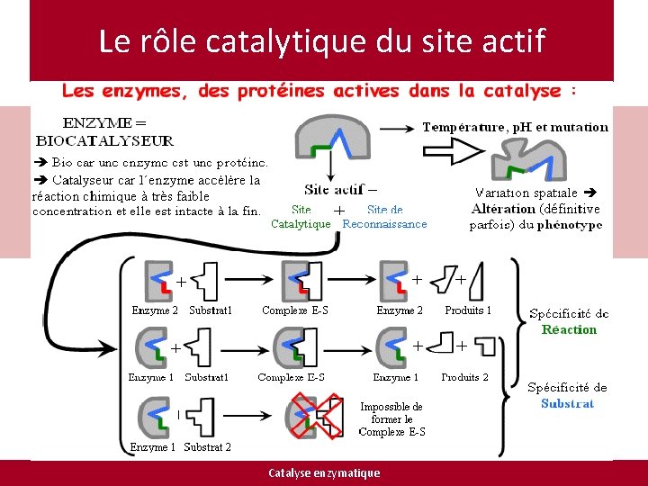 Le rôle catalytique du site actif Catalyse enzymatique 