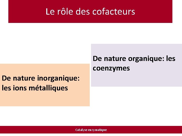 Le rôle des cofacteurs De nature organique: les coenzymes De nature inorganique: les ions