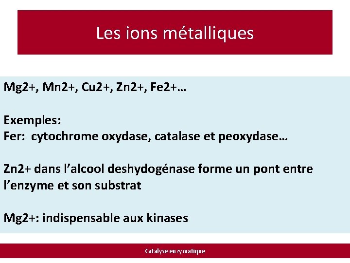 Les ions métalliques Mg 2+, Mn 2+, Cu 2+, Zn 2+, Fe 2+… Exemples: