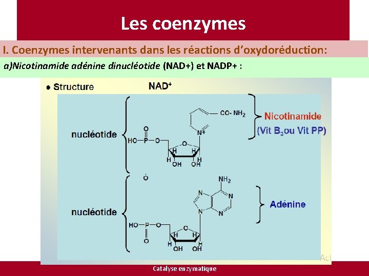 Les coenzymes I. Coenzymes intervenants dans les réactions d’oxydoréduction: a)Nicotinamide adénine dinucléotide (NAD+) et