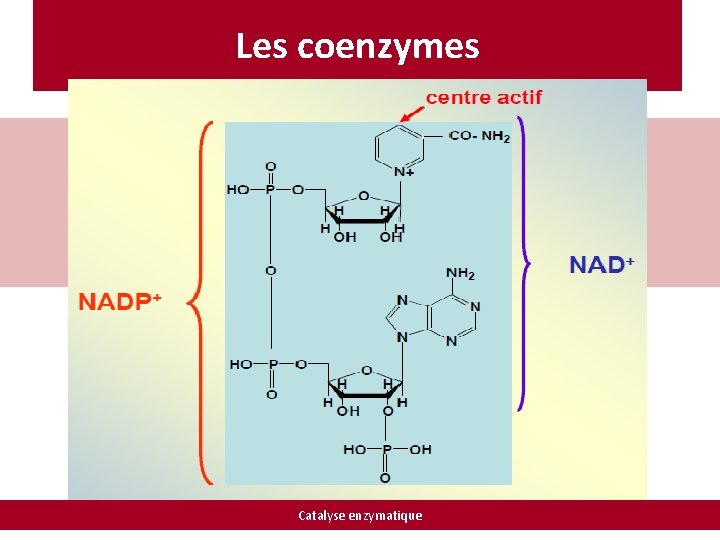 Les coenzymes Catalyse enzymatique 