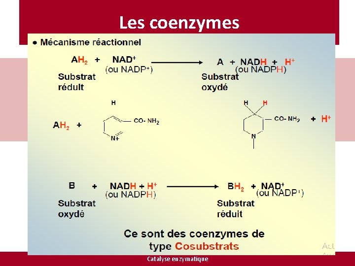 Les coenzymes Catalyse enzymatique 