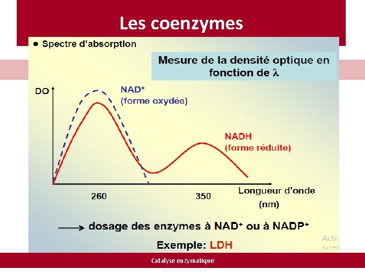 Les coenzymes Catalyse enzymatique 