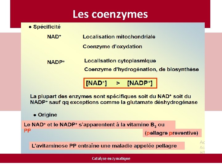 Les coenzymes Catalyse enzymatique 