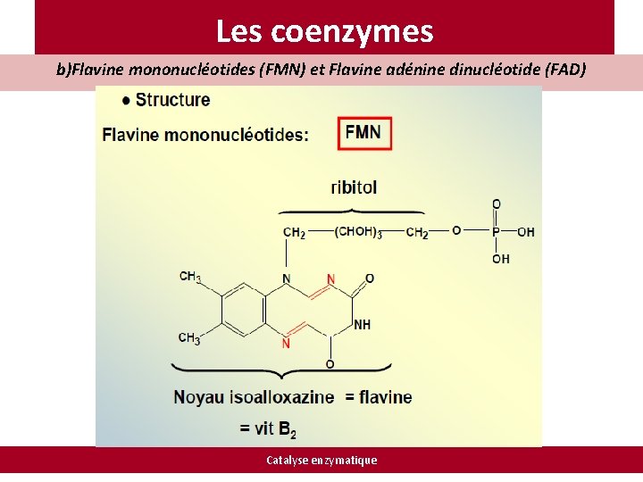 Les coenzymes b)Flavine mononucléotides (FMN) et Flavine adénine dinucléotide (FAD) Catalyse enzymatique 