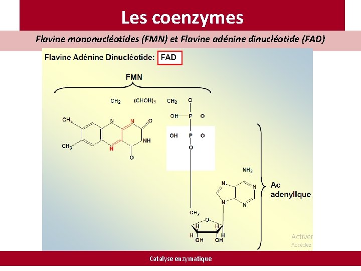 Les coenzymes Flavine mononucléotides (FMN) et Flavine adénine dinucléotide (FAD) Catalyse enzymatique 