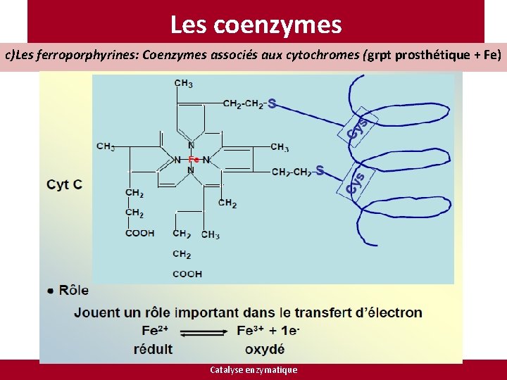 Les coenzymes c)Les ferroporphyrines: Coenzymes associés aux cytochromes (grpt prosthétique + Fe) Catalyse enzymatique