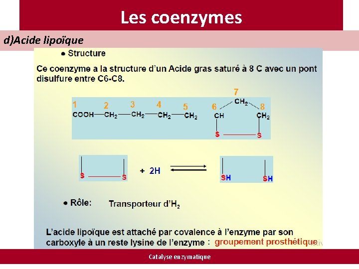 Les coenzymes d)Acide lipoïque Catalyse enzymatique 