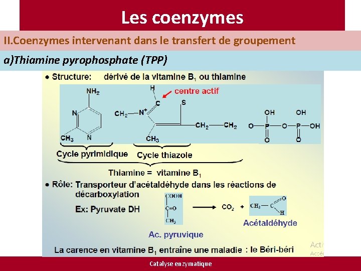 Les coenzymes II. Coenzymes intervenant dans le transfert de groupement a)Thiamine pyrophosphate (TPP) Catalyse