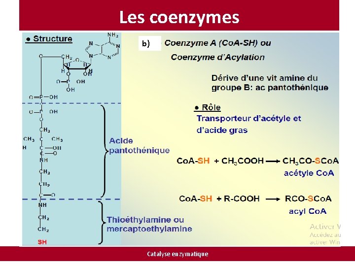 Les coenzymes b) Catalyse enzymatique 