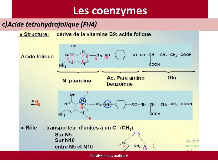 Les coenzymes c)Acide tetrahydrofolique (FH 4) Catalyse enzymatique 