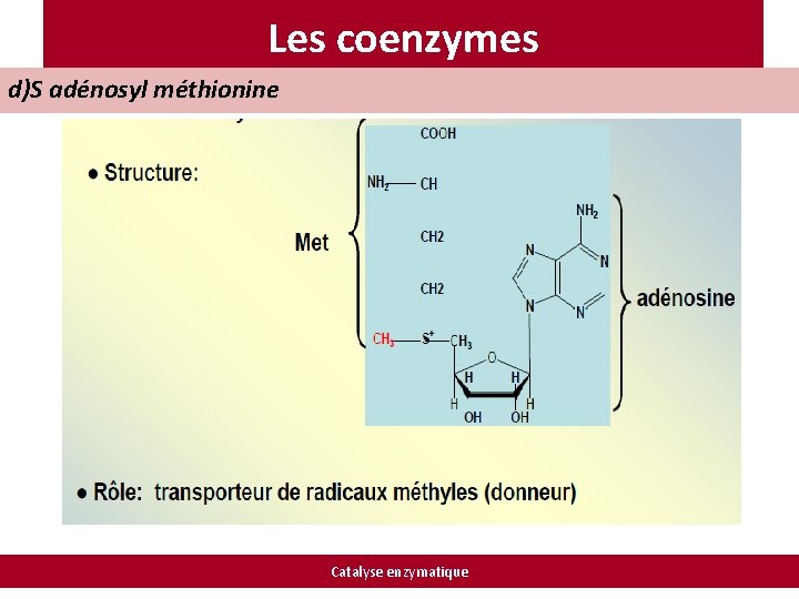 Les coenzymes d)S adénosyl méthionine Catalyse enzymatique 