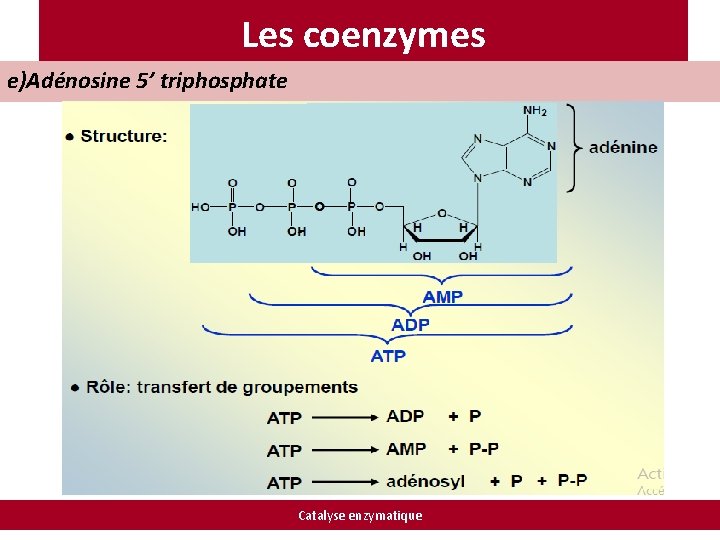 Les coenzymes e)Adénosine 5’ triphosphate Catalyse enzymatique 