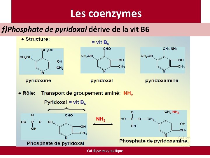 Les coenzymes f)Phosphate de pyridoxal dérive de la vit B 6 Catalyse enzymatique 