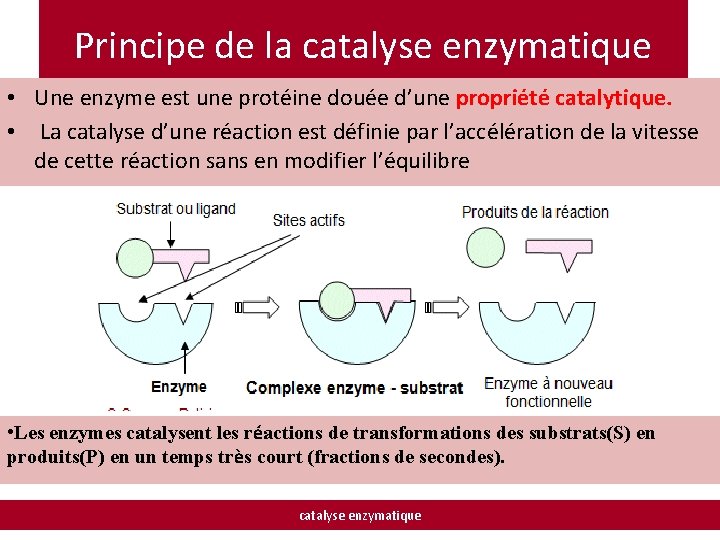 Principe de la catalyse enzymatique • Une enzyme est une protéine douée d’une propriété