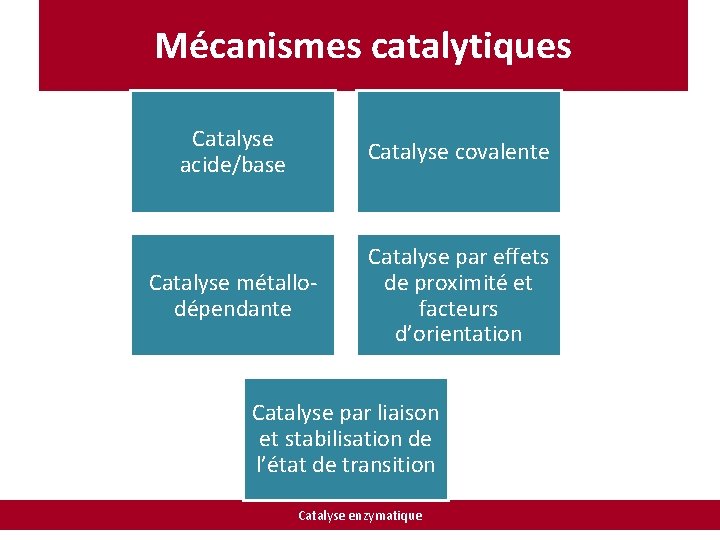 Mécanismes catalytiques Catalyse acide/base Catalyse covalente Catalyse métallodépendante Catalyse par effets de proximité et