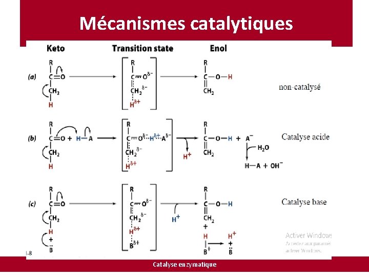 Mécanismes catalytiques Catalyse enzymatique 